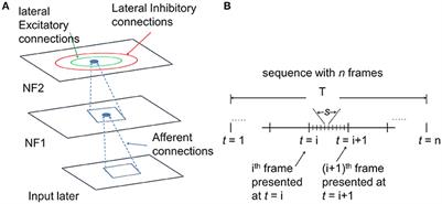 A Model of Motion Processing in the Visual Cortex Using Neural Field With Asymmetric Hebbian Learning